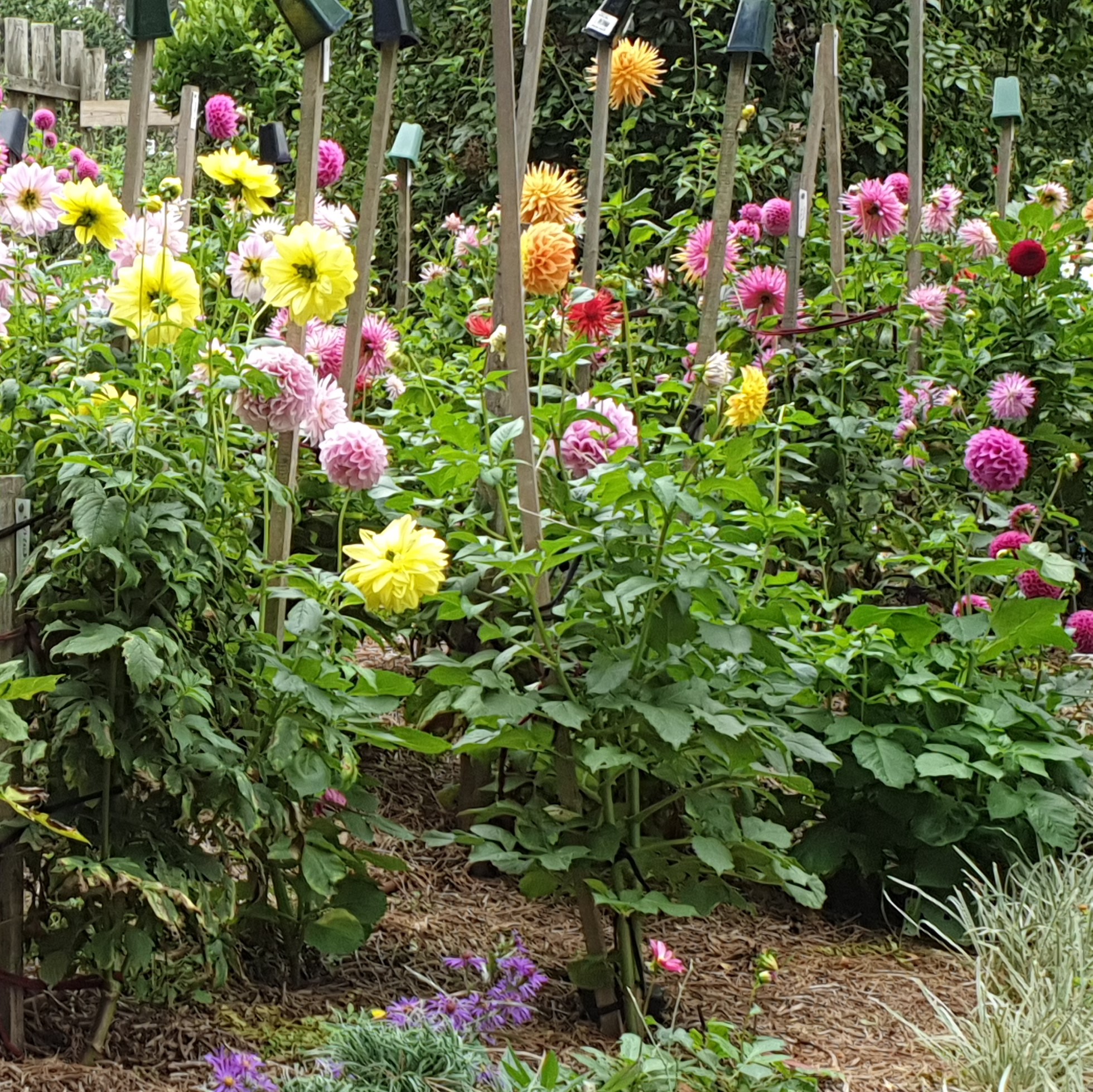 Supporting and Staking Dahlia Plants for Proper Growth