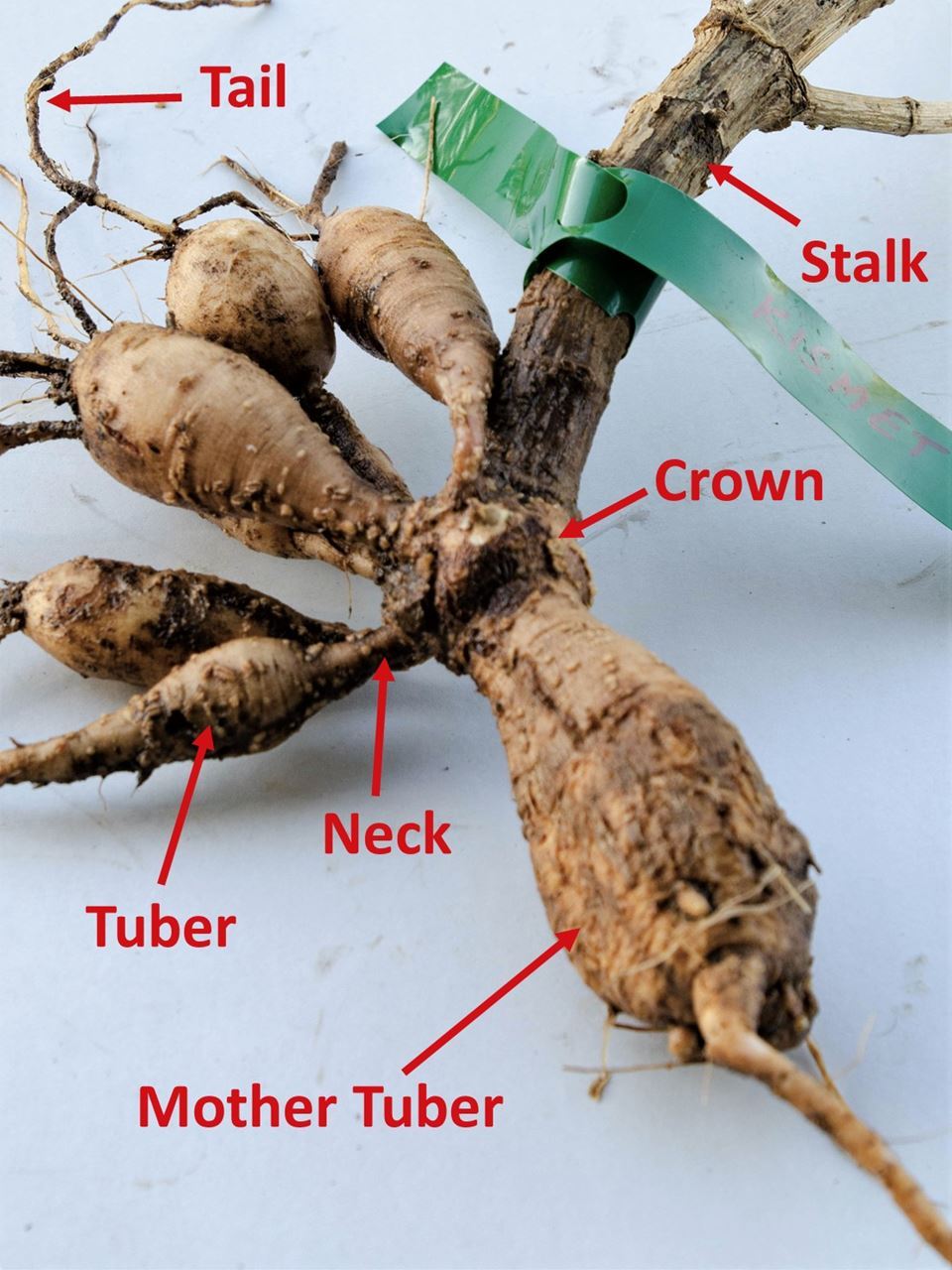 tuberous roots of dahlia