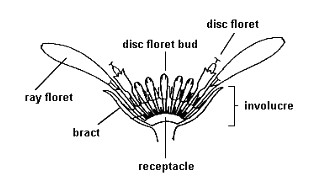 Structure of the Dahlia